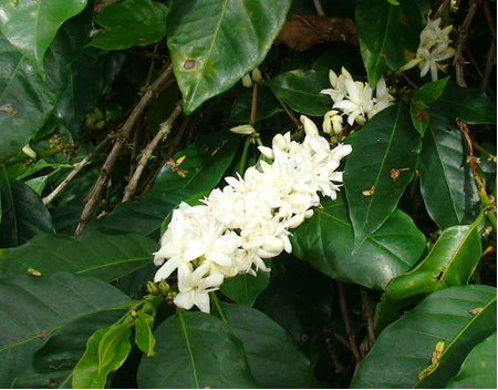 Sumatra Mandheling GR1 DP - Image 2