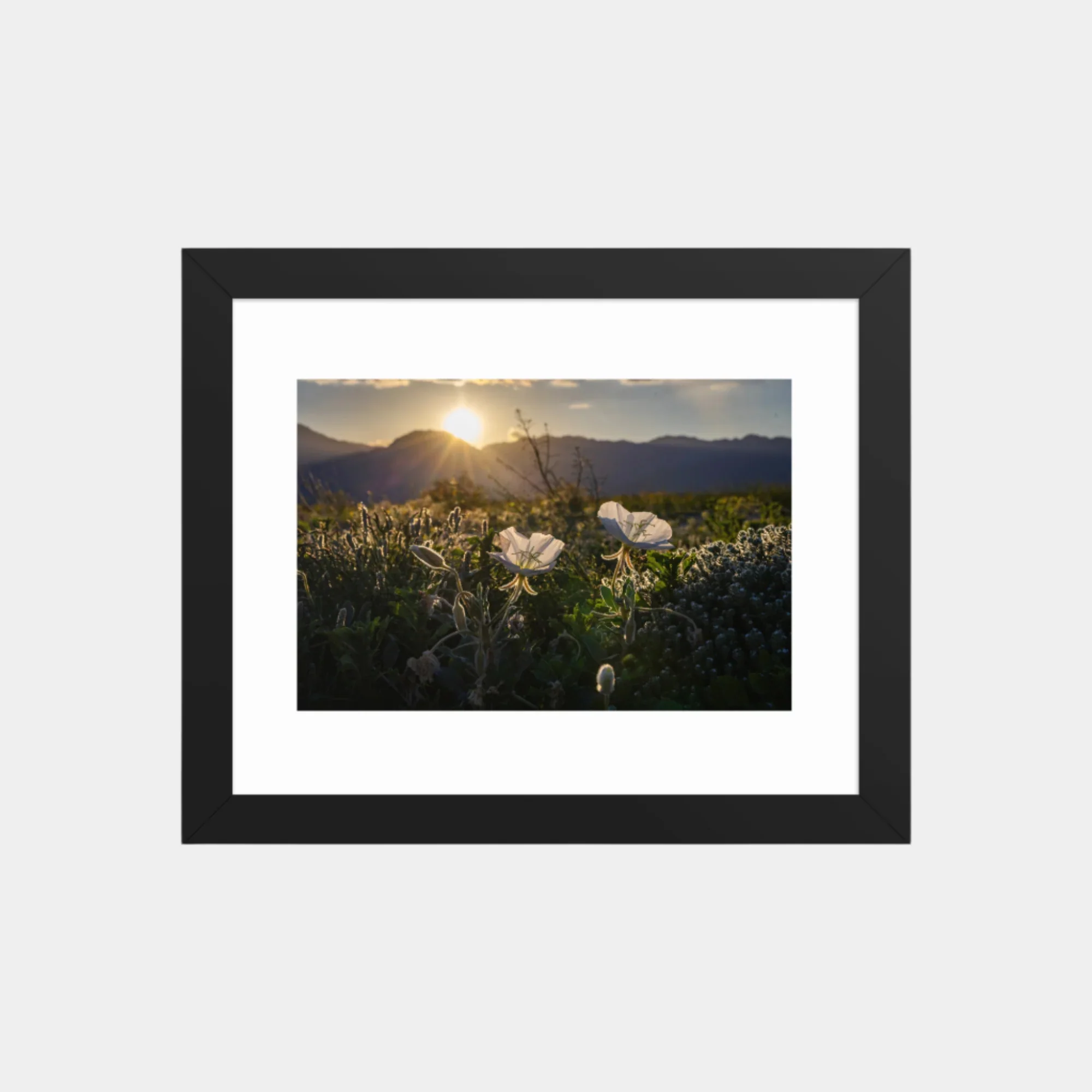 Wildflower Bloom