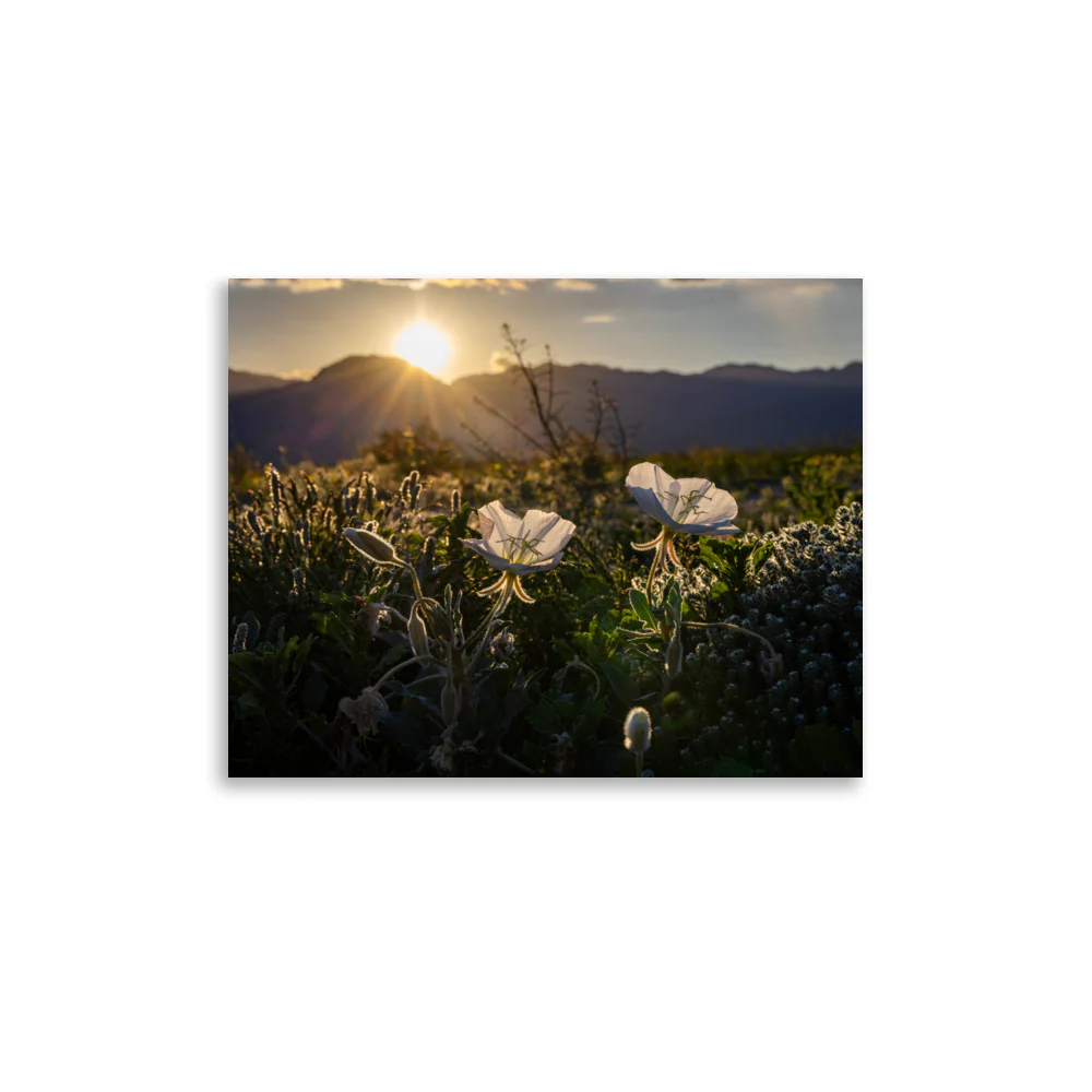 Wildflower Bloom - Image 2
