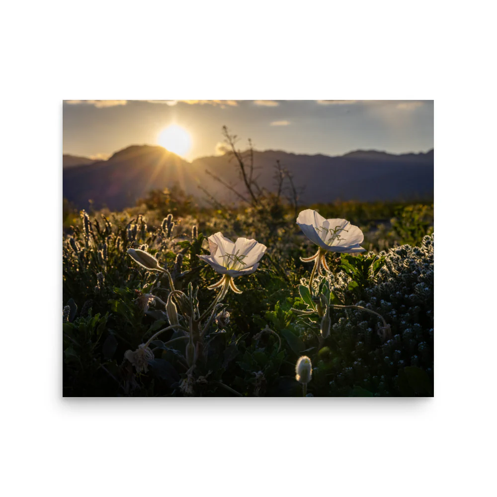 Wildflower Bloom - Image 3