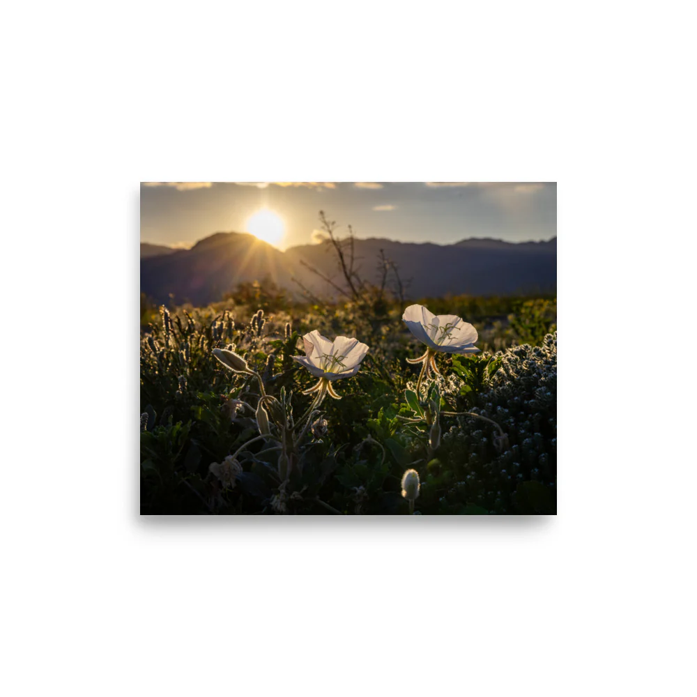 Wildflower Bloom - Image 4
